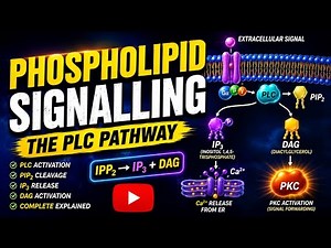 Phospholipid signalling | PLC | PIP2 | IP3 | DAG | Activation mechanism | pathways of PLC