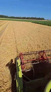 Claas Dominator 38 Cult Mähdrescher!🌾🎩 | Whitney A