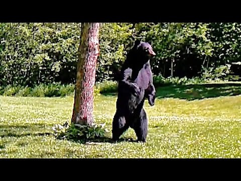 Bear Walks On Two Legs In Back Garden