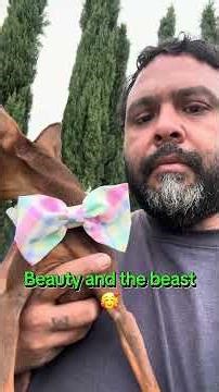 How big of a bow can a small dog wear lol