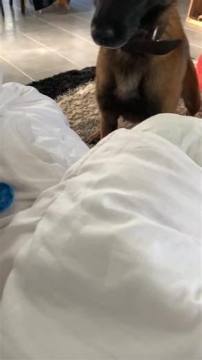 Chiens hilarants : leurs plus grands échecs !