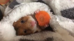 Bed & breakfast :)) | Beautiful_Animals