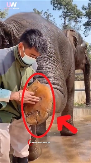 hatir payer niche lukano super power😲 #shorts #elephant #animalfacts #wildlife #secret #facts