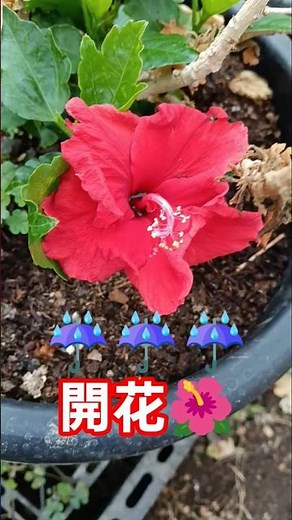 【初開花🌺】60鉢のハイビスカス。厳冬期に管理をミスしてしまったからね～まだ、少し早いが。 ＃田舎暮らし ＃亜熱帯植物