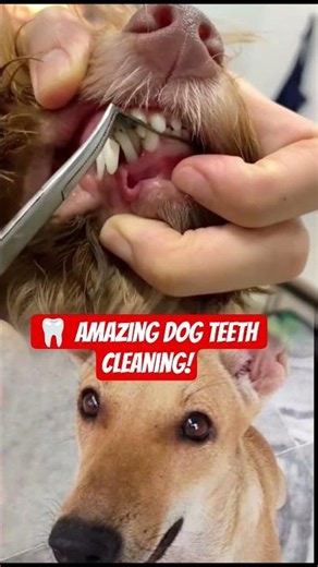 Dog Dental Cleaning Transformation | Vet Removes Heavy Tartar Build-Up #animalrescue