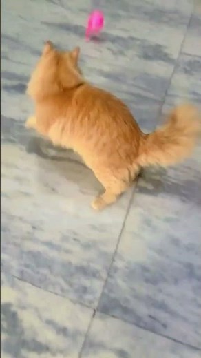 Cat vs. Balloon: The Most Dramatic Showdown Ever #Cat #ballonfight