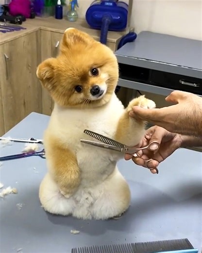 570K views · 8.1K reactions | What a sweet trim❤️ | Creative Bee | Facebook