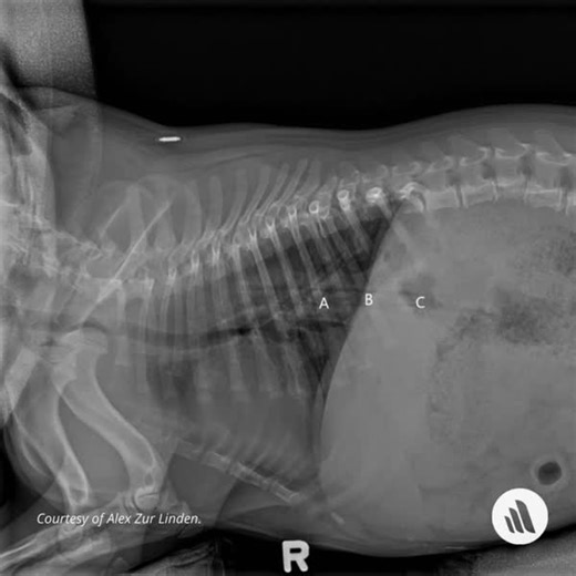 This R lateral radiograph of the thorax of a 2-year-old French Bulldog shows a foreign body (A) in the caudal thoracic esophagus, passing through the esophageal hiatus (B) and ending in the stomach (C). Refresh your knowledge on esophageal foreign bodies: https://mrkmnls.co/47uyJfd. | The Merck Veterinary Manual