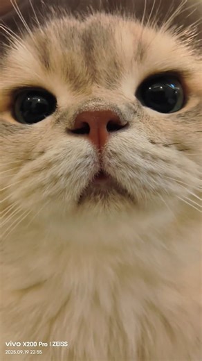 Eren on Instagram: "Mehow mehow😭💗 ‎. ‎#funnycat #crazycat #catmoments #meowtime #catantics petreels catattack catworld catsdoingthings sillycat"