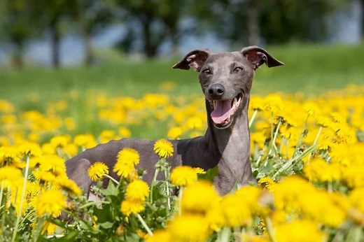 Dog Breeds that Start with I