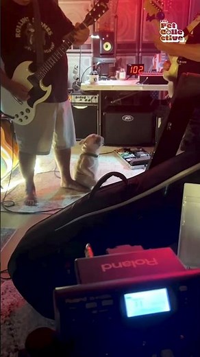 Funny Puppy Vibes To Guitar Music