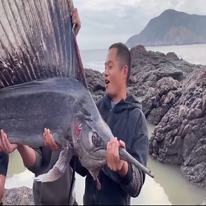 50K views · 652 reactions | Using 33kg Big Mac as bait, harvested big octopus and precious fish. #fishing #fisherman #fishingfun #fishingtime #fishingvlog | Krung | Facebook