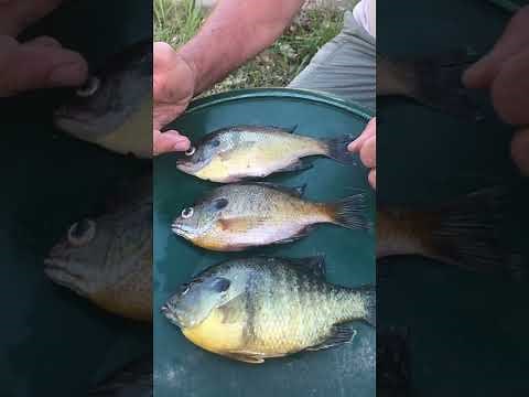 Native bluegill vs. hybrid bluegill