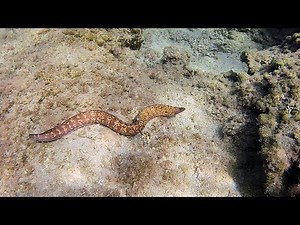 Underwater World Of Rhodes | Snorkeling in the Mediterranean