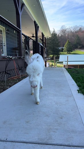 Adorable Baby Mini Donkey Running to Greet You | Silvio the Mini Donkey