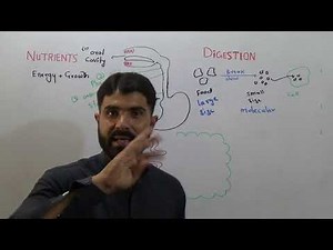 L-1 Biology 1st year Chapter Digestion part 1 summary