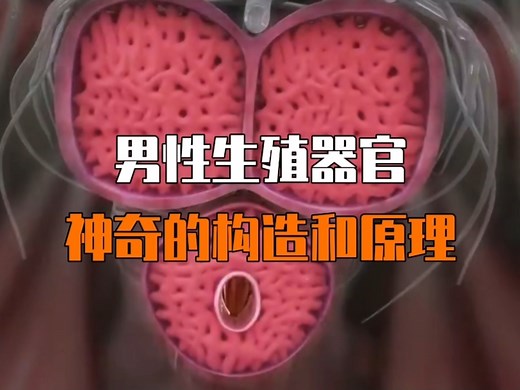 人体生物学的精密设计：探秘男性生殖器官的内部结构和工作原理