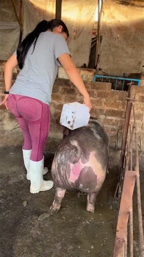 How We Care for Our Pigs Every Day | Farm Vlog #PigFarm #FarmLife #RuralLife