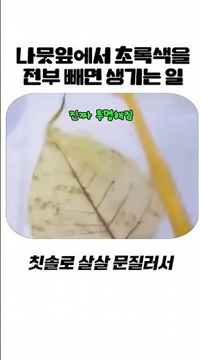 나뭇잎에서 초록색을 전부 빼면 생기는 일 #과학상식 #신기한영상 #과학실험
