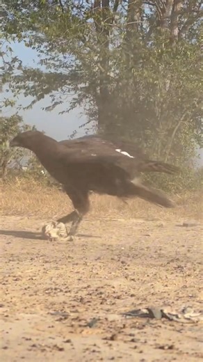 Eagle Attack Bird #wildlife #eagle #animals #shorts #birds