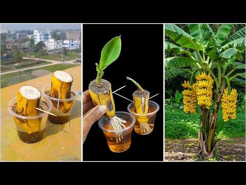 Discover how to grow banana plant from fruit | Step-by-step guide