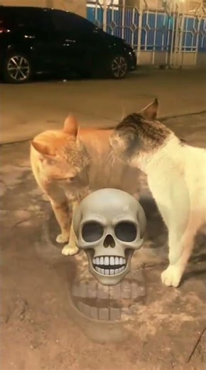 Cat Play Fight 💀🗿🐱 | Funny Cat Moments