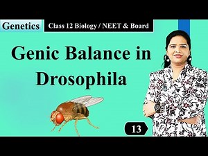Genic Balance in Drosophila | Class12 Genetics