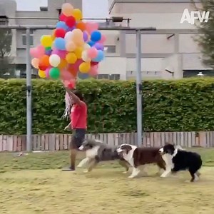 Who's ready for some Staff Picks? So is an editor on the AFV digital team. She watches hilarious videos ALL DAY LONG. Here are some of her favorite vids from the vault 😂 | America's Funniest Home Videos