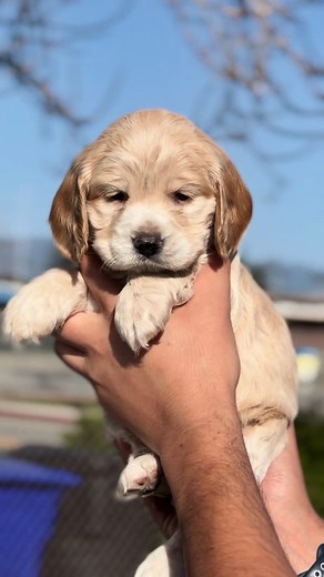 Don’t miss out. Absolutely stunning all around 😍😍 #fyp #puppy #cockerspaniel
