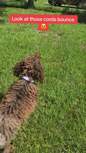 Genny and The Gang on TikTok