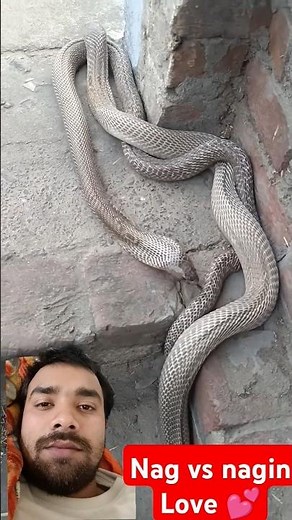 SNAKES in LOVE!