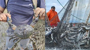 Exploring Rare and Unique Underwater Creatures