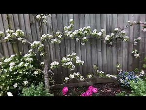 Why Apple Pollination Groups Matter