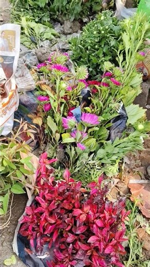 beautiful flower shop small shop#shorts