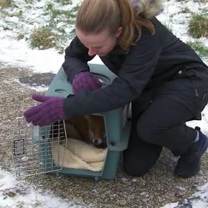 355K views · 10K reactions | A young wild fox has been brought in to Dr Scott with serious injuries  Will the fox be released safely and find its family? 力 | Vet On The Hill | Facebook
