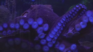 Conservation lessons inspire kids at Greensboro Science Center