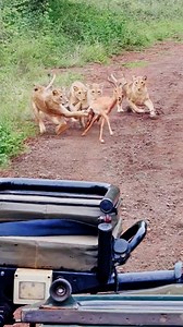 828K views · 6.6K reactions | Young Lions Learn the Art of the Hunt Right in the middle of the road, a young pride is taught one of the wild’s most vital lessons as they attempt to take down an impala. | Wild Tings | Facebook