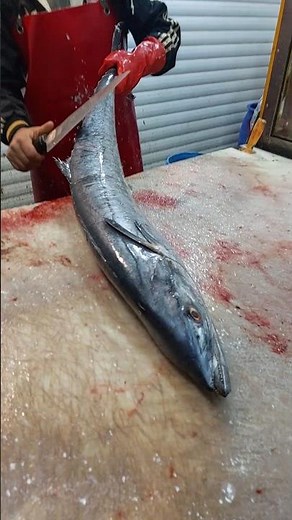 Making the Cut: How to king mackerel slice