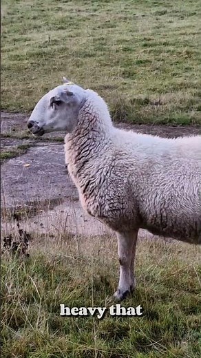 Why Domestic Sheep Can No Longer Survive Without Humans! 🐑😱