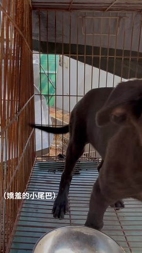 倒數計時 🚨 預計原放日11/12 上一篇發文的長毛的女孩被許多人看見 另外誘捕到她的姐妹 是同一胎的 不是長毛 希望也能被看見 她們都是很棒的孩子 她們暈車時吐出的鹹菜與魚刺 是流浪生活的痕跡 是果腹的日子裡 吞下的鹹與疼痛 趁發情前節育 養傷的推薦一個禮拜 希望能幫助轉傳 願她們都能離開風雨 進入一個有名字、有家的地方 都是很乖巧親人的孩子 四個月大 認養代替購買 若您願意 請來訊 | 林曉河狗園