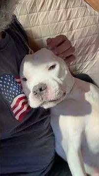 Bear Bear no walk today? #countryliving #doggielife #puppy #pitbull #reels #americanbulldog