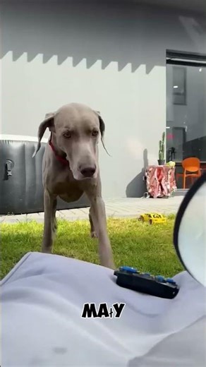 Kiedy Monu wrzucił samochód Sonu do basenu 😂🤩😨♥️#dog #cuteanimals #love