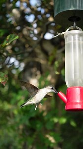 18 reactions · 3 comments | Here you see 1 second of flight slowed to 1 minute. The wings are sharp during the entire wing-beat. | Friends of The Baiting Hollow Hummingbird Sanctuary | Facebook