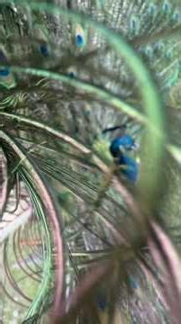 I’ve discovered Jerry’s blind spot and having way too much fun sneaking up on him.