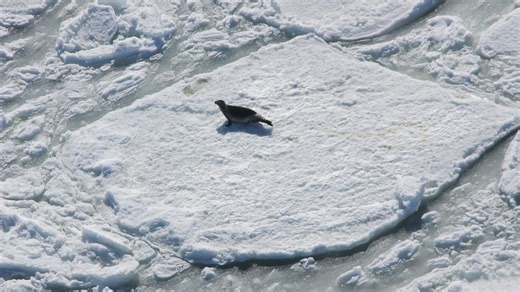 Curious Cape Cod: Epic sea ice rescue