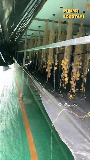 Menanam kentang dengan cara modern aeroponik