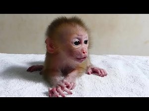 Super Gorgeous Baby Monkey Crying Moan For Mom Attention