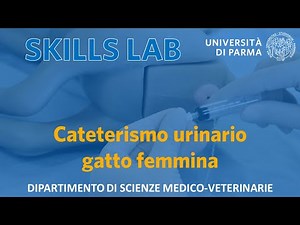 Posizionamento catetere urinario nel gatto femmina - Skills Lab UNIPR