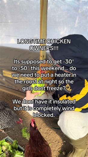 Keeping Chickens Warm in Extreme Cold