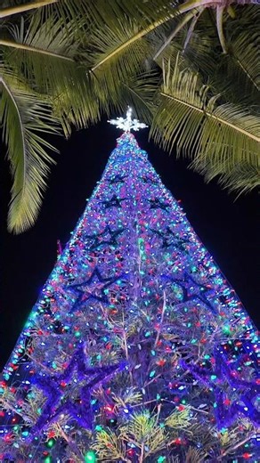 Christmas in Hawaii 🌴🎄 Holiday Vibes on Oahu | Island Life